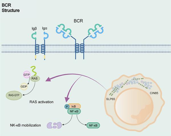 https://cdn.ncbi.nlm.nih.gov/pmc/blobs/16fb/11245632/b1df9b146369/MCO2-5-e640-g004.jpg