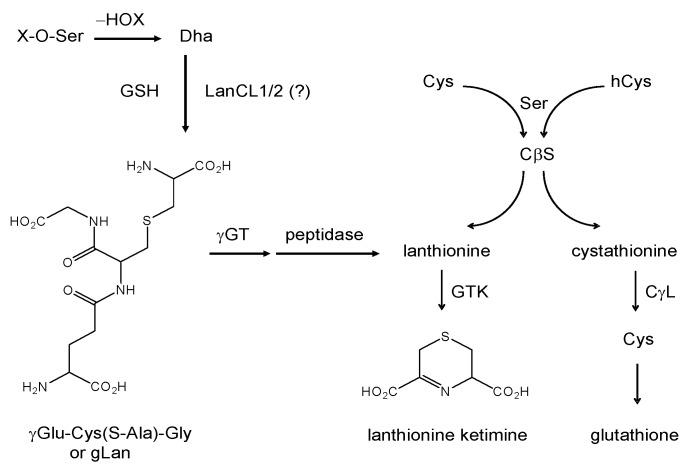 https://cdn.ncbi.nlm.nih.gov/pmc/blobs/16fb/6257760/058742081130/molecules-15-05581-g007.jpg