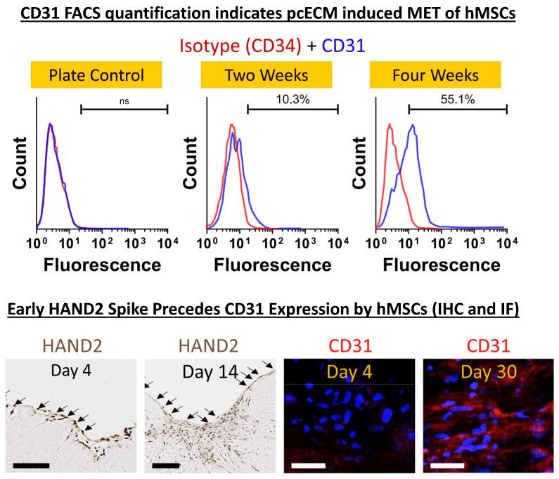https://cdn.ncbi.nlm.nih.gov/pmc/blobs/16fc/10672054/2bb161982b67/ijms-24-16546-g003.jpg
