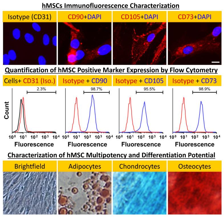 https://cdn.ncbi.nlm.nih.gov/pmc/blobs/16fc/10672054/6e12e61c7944/ijms-24-16546-g002.jpg