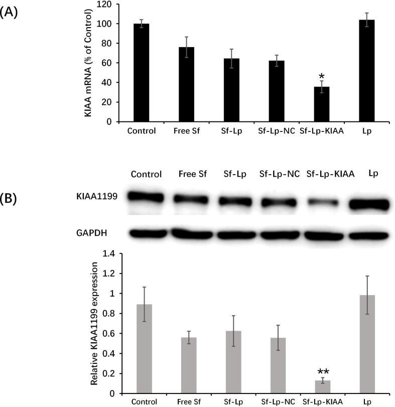 https://cdn.ncbi.nlm.nih.gov/pmc/blobs/16fe/11357851/5c8b4a1eadec/gr7.jpg