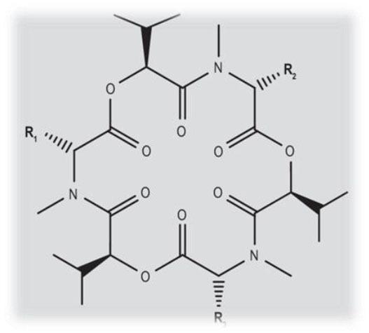 https://cdn.ncbi.nlm.nih.gov/pmc/blobs/16ff/10541658/00b58b8bfda9/j_jvetres-2023-0021_fig_001.jpg