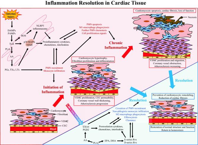 https://cdn.ncbi.nlm.nih.gov/pmc/blobs/16ff/9262808/5844409f5028/11033_2022_7230_Fig2_HTML.jpg
