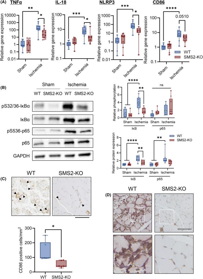 https://cdn.ncbi.nlm.nih.gov/pmc/blobs/1702/11880985/11243326e0d3/FEBS-292-1086-g001.jpg