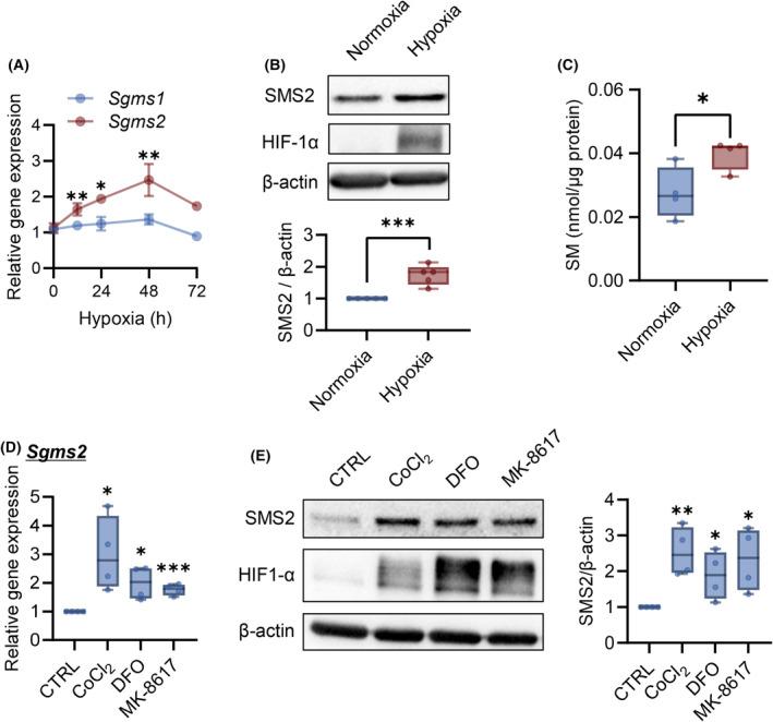 https://cdn.ncbi.nlm.nih.gov/pmc/blobs/1702/11880985/258d94a31c6f/FEBS-292-1086-g004.jpg