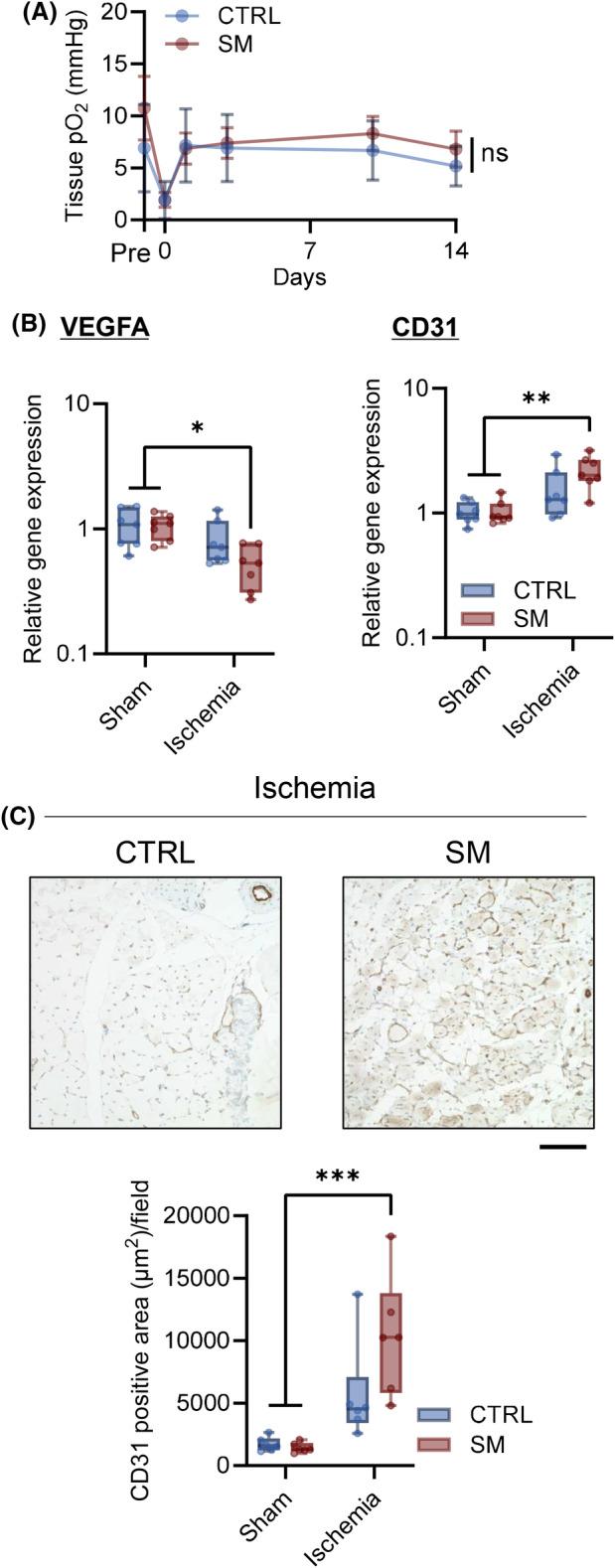 https://cdn.ncbi.nlm.nih.gov/pmc/blobs/1702/11880985/43bc4a877b31/FEBS-292-1086-g006.jpg
