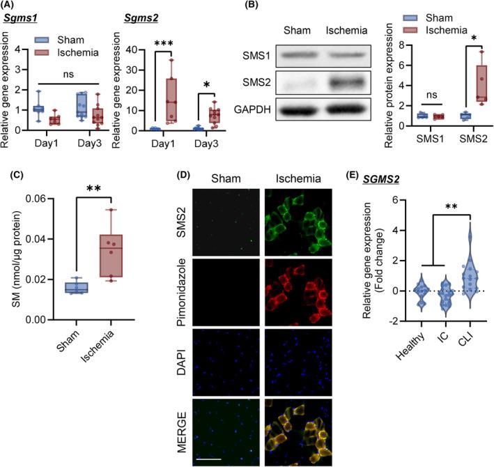 https://cdn.ncbi.nlm.nih.gov/pmc/blobs/1702/11880985/b958b3febb22/FEBS-292-1086-g008.jpg