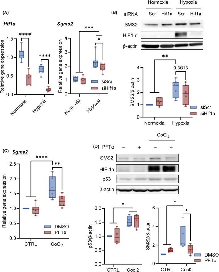 https://cdn.ncbi.nlm.nih.gov/pmc/blobs/1702/11880985/c7b5a7421183/FEBS-292-1086-g003.jpg