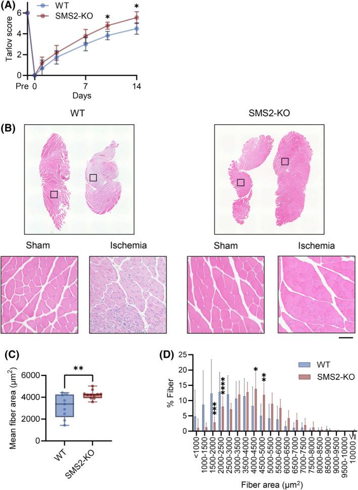 https://cdn.ncbi.nlm.nih.gov/pmc/blobs/1702/11880985/ed5dbd45fd6d/FEBS-292-1086-g007.jpg