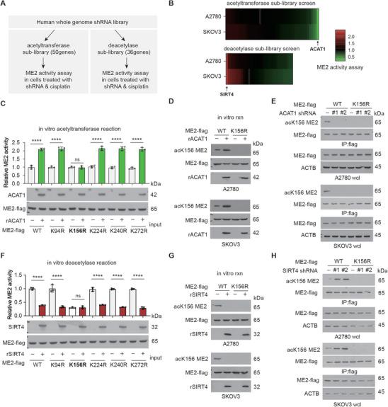 https://cdn.ncbi.nlm.nih.gov/pmc/blobs/1703/11984883/67c8306e7134/ADVS-12-2416467-g001.jpg