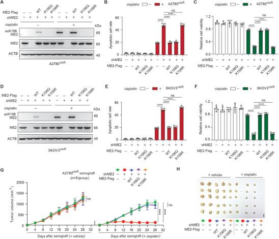https://cdn.ncbi.nlm.nih.gov/pmc/blobs/1703/11984883/9ec1870fd60d/ADVS-12-2416467-g004.jpg