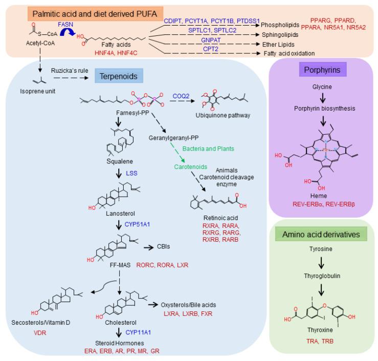 https://cdn.ncbi.nlm.nih.gov/pmc/blobs/1704/7762034/e7e03c8f40a2/cells-09-02606-g003.jpg