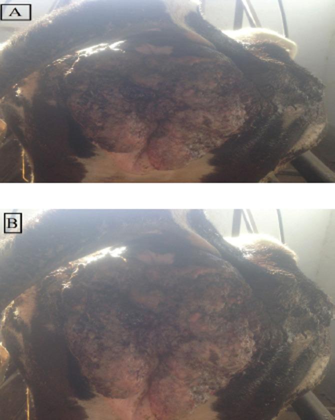 https://cdn.ncbi.nlm.nih.gov/pmc/blobs/1707/12184462/e4a59cecdb87/OpenVetJ-15-2238-g001.jpg