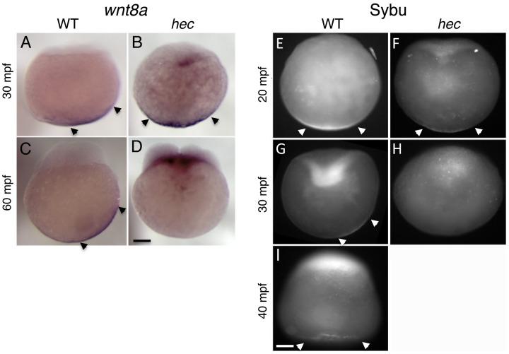 https://cdn.ncbi.nlm.nih.gov/pmc/blobs/1708/4072529/90b322e2bc92/pgen.1004422.g006.jpg