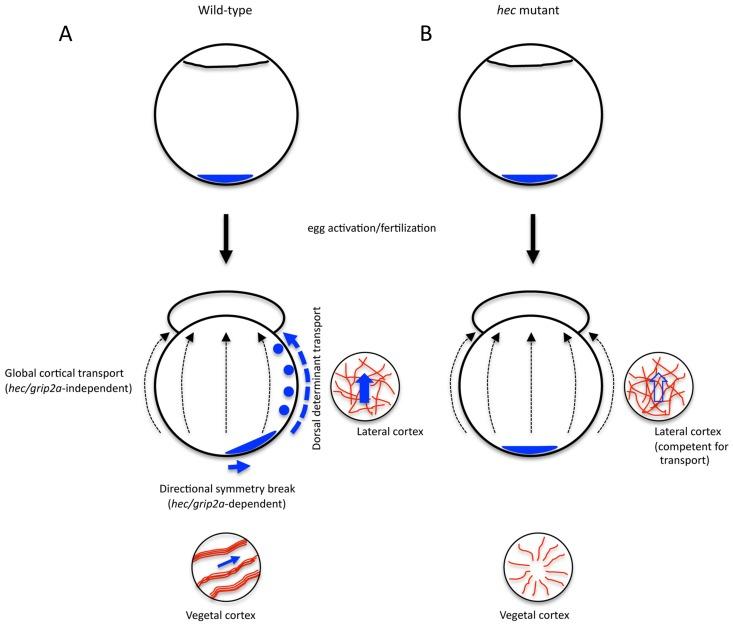 https://cdn.ncbi.nlm.nih.gov/pmc/blobs/1708/4072529/bb876258e749/pgen.1004422.g009.jpg