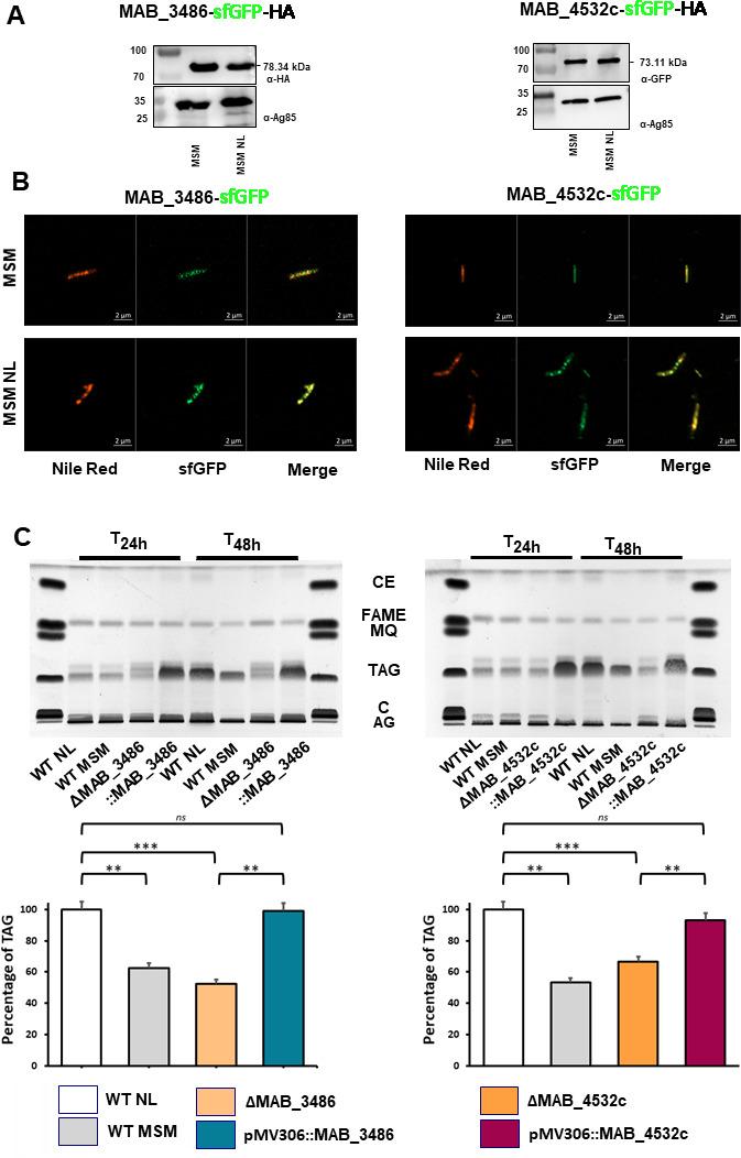 https://cdn.ncbi.nlm.nih.gov/pmc/blobs/1709/11980559/11d9bf21a152/mbio.01475-24.f004.jpg