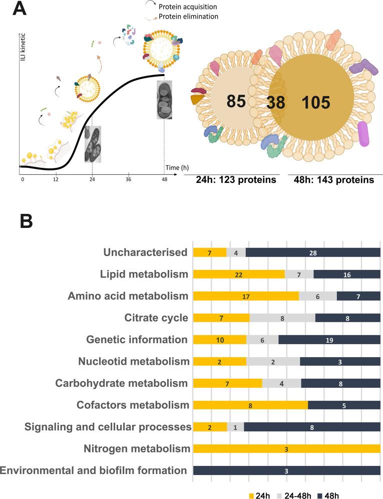 https://cdn.ncbi.nlm.nih.gov/pmc/blobs/1709/11980559/33e9bed7f819/mbio.01475-24.f003.jpg