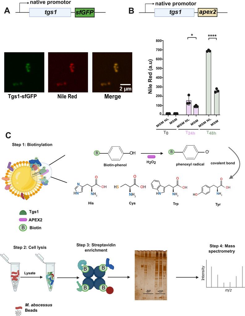 https://cdn.ncbi.nlm.nih.gov/pmc/blobs/1709/11980559/863d429a93fa/mbio.01475-24.f002.jpg