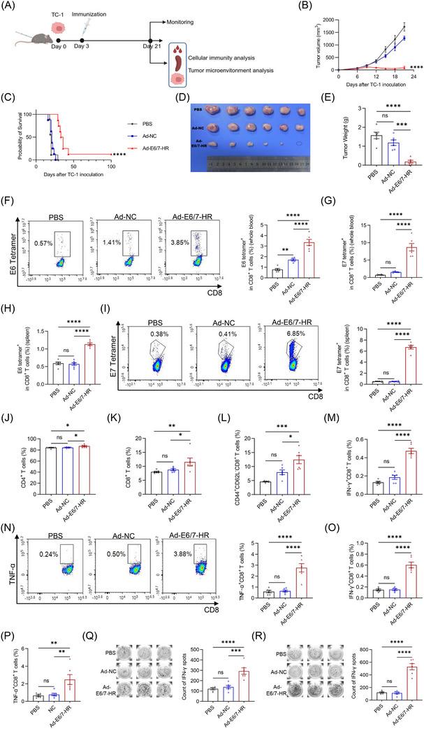 https://cdn.ncbi.nlm.nih.gov/pmc/blobs/1709/12017896/2e377faa4ce2/CTM2-15-e70305-g003.jpg