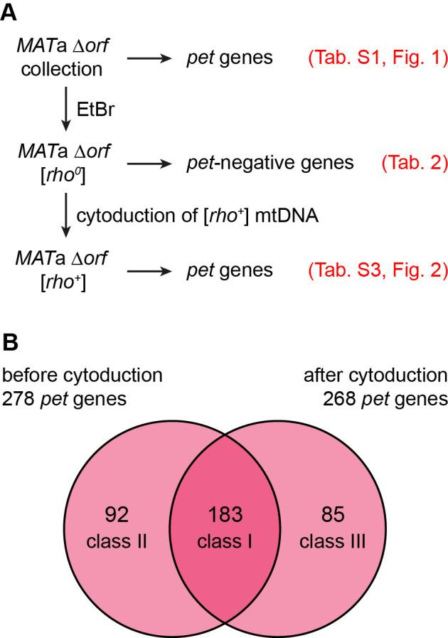 https://cdn.ncbi.nlm.nih.gov/pmc/blobs/170c/7453639/05eacb4f684c/mic-07-234-g002.jpg