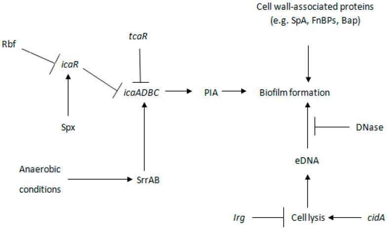 https://cdn.ncbi.nlm.nih.gov/pmc/blobs/170d/8465242/50249c2bc5c7/antibiotics-10-01060-g003.jpg