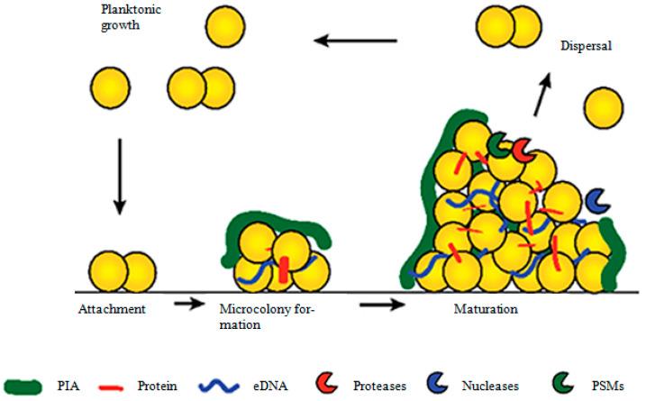 https://cdn.ncbi.nlm.nih.gov/pmc/blobs/170d/8465242/f67e98c6823a/antibiotics-10-01060-g001.jpg