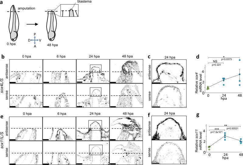 https://cdn.ncbi.nlm.nih.gov/pmc/blobs/1712/11341731/1f02a266e27a/41467_2024_50865_Fig9_HTML.jpg