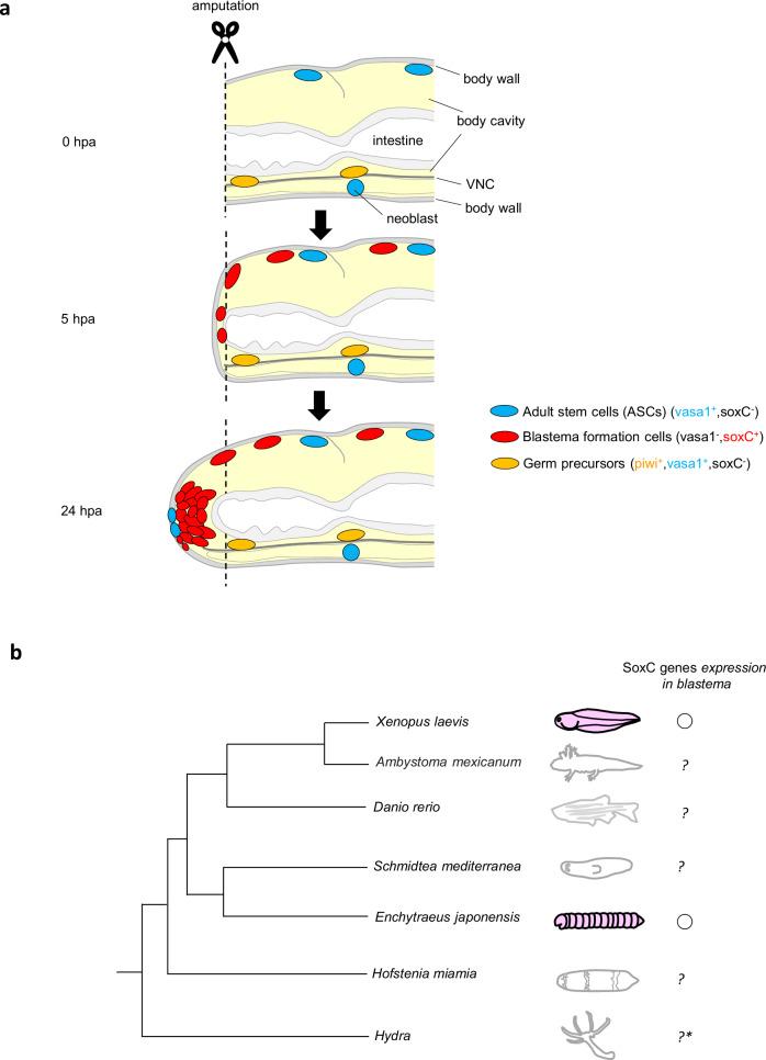 https://cdn.ncbi.nlm.nih.gov/pmc/blobs/1712/11341731/b6dc634b14a2/41467_2024_50865_Fig10_HTML.jpg