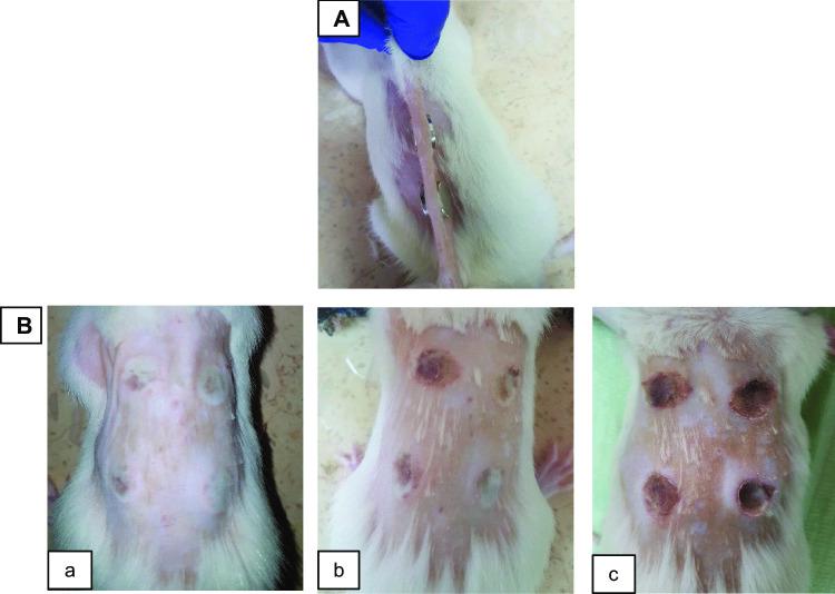 https://cdn.ncbi.nlm.nih.gov/pmc/blobs/1712/9636106/f80310c6b258/13346_2022_1156_Fig1_HTML.jpg