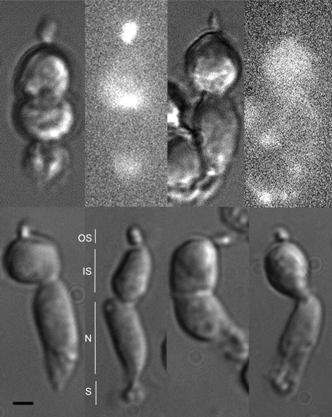 https://cdn.ncbi.nlm.nih.gov/pmc/blobs/1715/2217411/75be5900a683/200308952f1.jpg