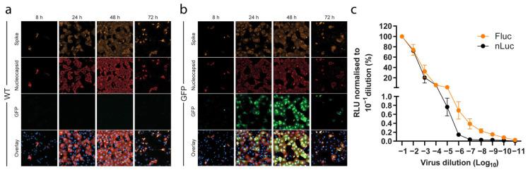 https://cdn.ncbi.nlm.nih.gov/pmc/blobs/1715/8878408/5ec1cd35c4ed/viruses-14-00172-g002.jpg