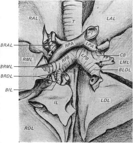 https://cdn.ncbi.nlm.nih.gov/pmc/blobs/1717/1233213/8c8eaffb655e/janat00232-0005-a.jpg