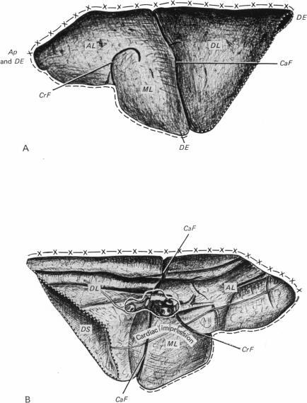 https://cdn.ncbi.nlm.nih.gov/pmc/blobs/1717/1233213/9a895cdb10a8/janat00232-0007-a.jpg