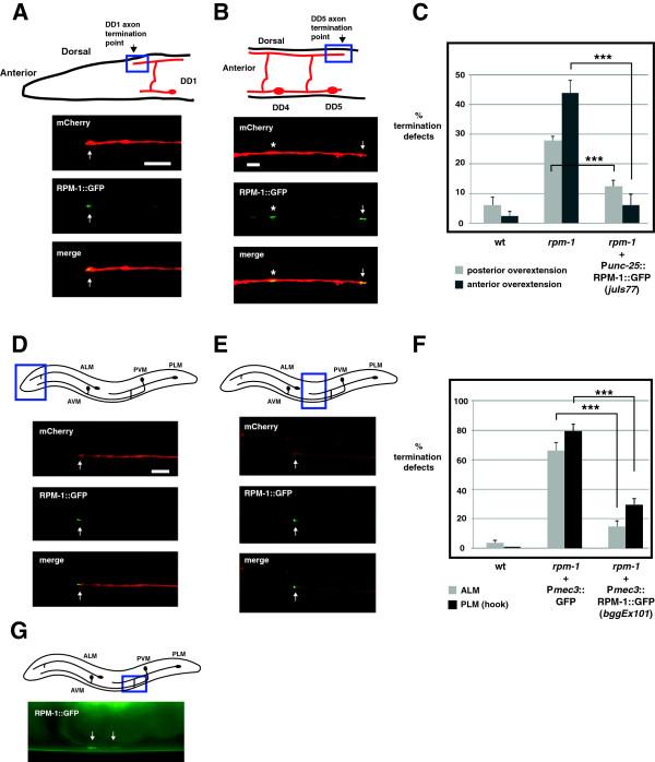 https://cdn.ncbi.nlm.nih.gov/pmc/blobs/1717/4077836/5aa2269af707/1749-8104-9-10-7.jpg