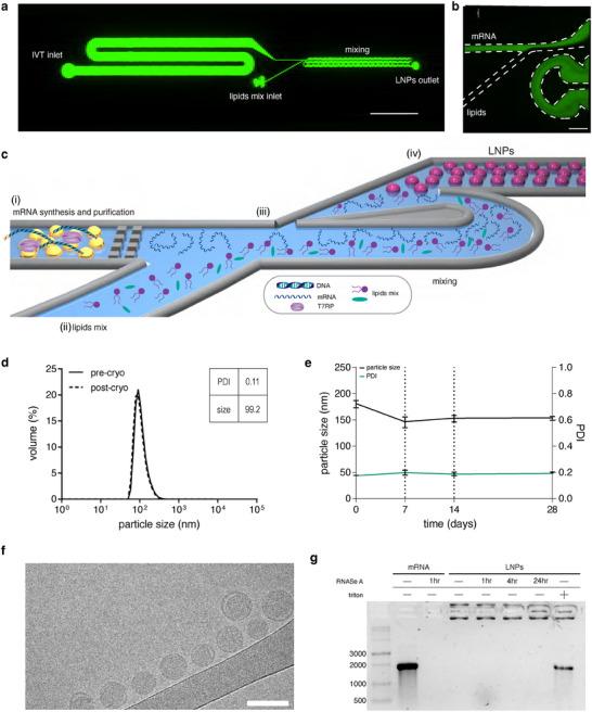 https://cdn.ncbi.nlm.nih.gov/pmc/blobs/1719/12366276/2aca6af503ff/SMLL-21-2500114-g004.jpg