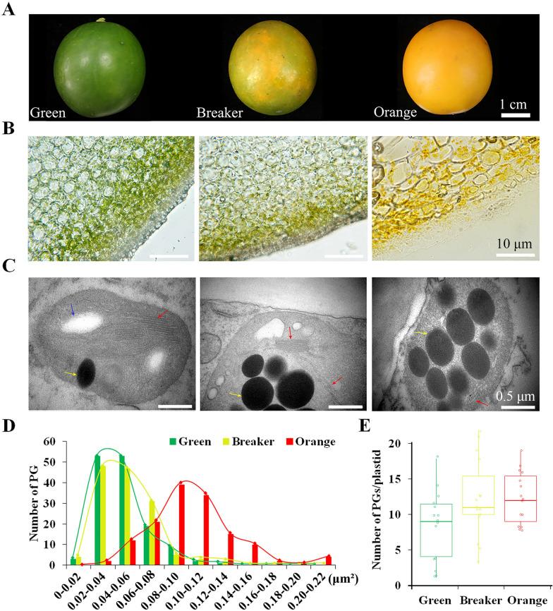 https://cdn.ncbi.nlm.nih.gov/pmc/blobs/1719/9675244/16f08bf8415a/13007_2022_956_Fig2_HTML.jpg