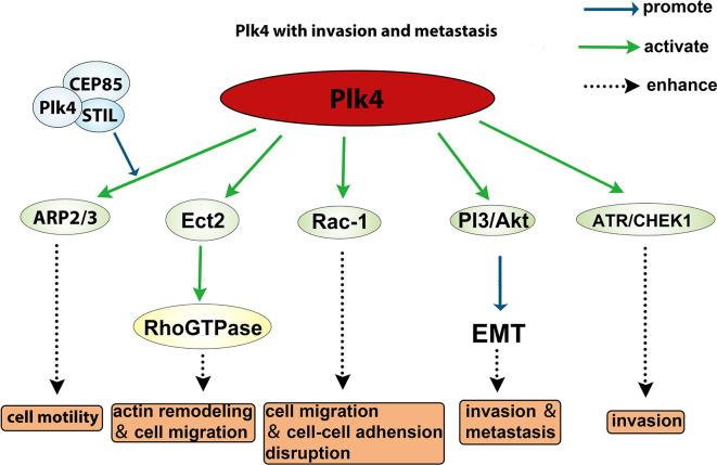 https://cdn.ncbi.nlm.nih.gov/pmc/blobs/171a/7994899/2d756ba64381/fonc-11-587554-g006.jpg