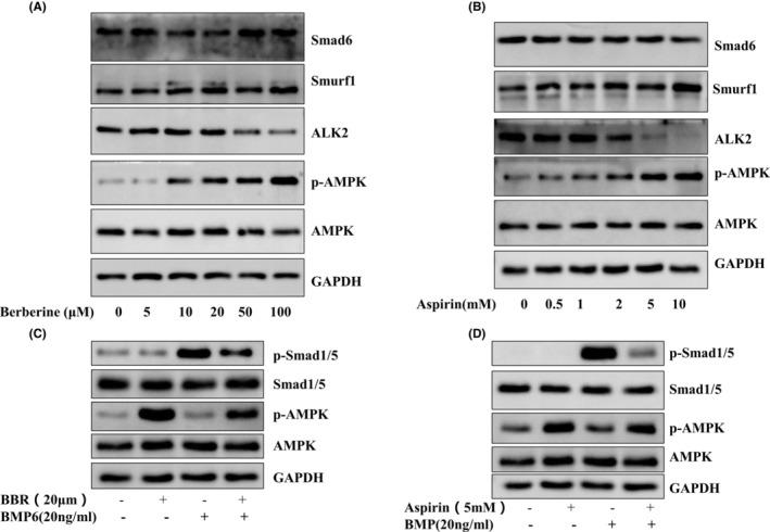 https://cdn.ncbi.nlm.nih.gov/pmc/blobs/171d/10660630/6b12220b30c8/JCMM-27-3491-g006.jpg