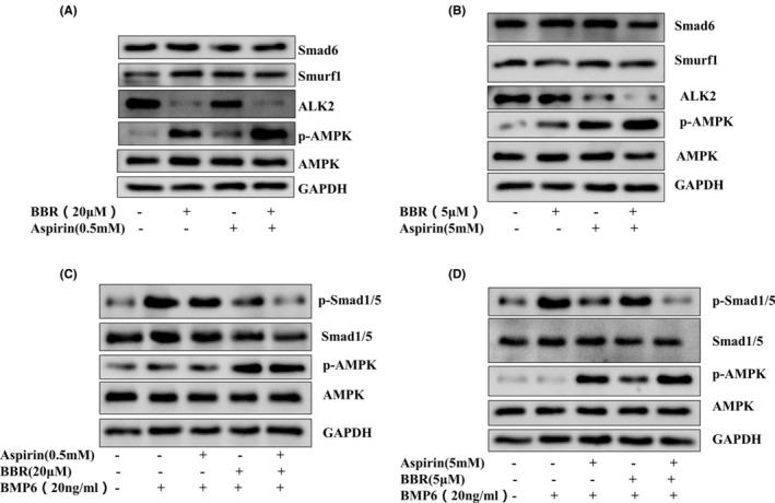 https://cdn.ncbi.nlm.nih.gov/pmc/blobs/171d/10660630/b12312cbe605/JCMM-27-3491-g001.jpg