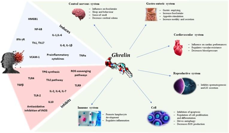 https://cdn.ncbi.nlm.nih.gov/pmc/blobs/171e/9169425/b59784487fc3/gr4_lrg.jpg