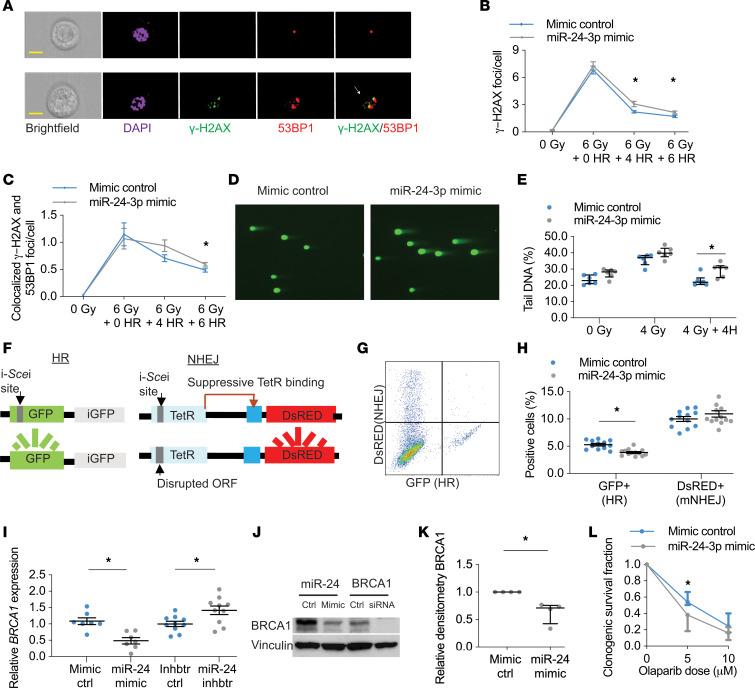 https://cdn.ncbi.nlm.nih.gov/pmc/blobs/171f/7934877/d1ec64384498/jciinsight-6-134218-g053.jpg