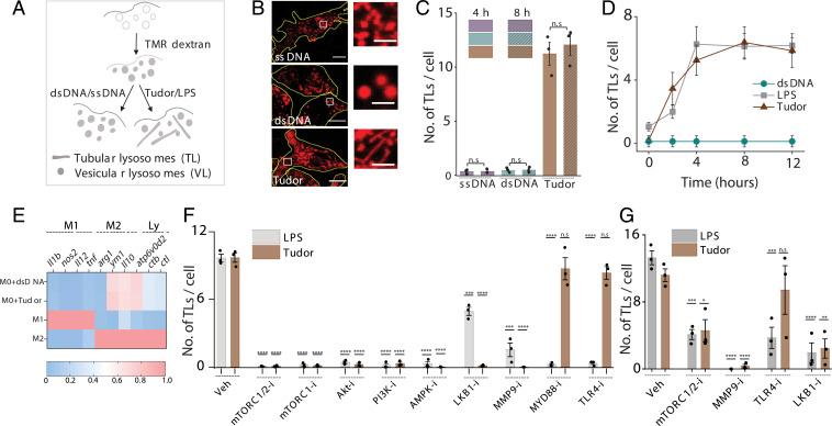 https://cdn.ncbi.nlm.nih.gov/pmc/blobs/1720/8522270/036db85ea086/pnas.2113174118fig02.jpg