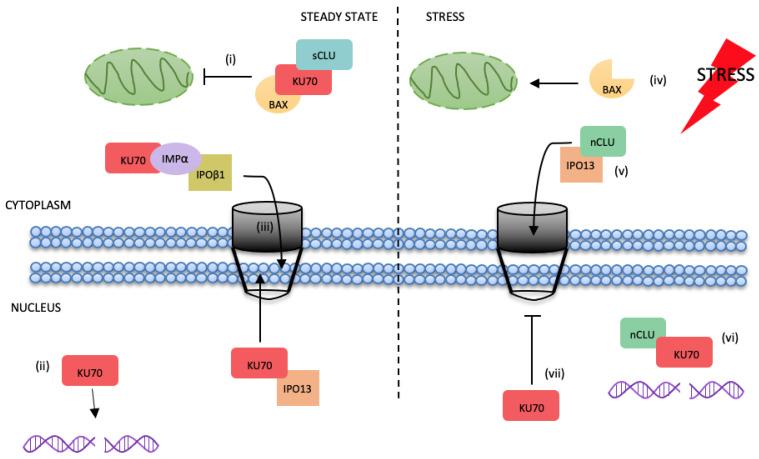 https://cdn.ncbi.nlm.nih.gov/pmc/blobs/1724/9857240/7136f34bf1ae/cells-12-00279-g007.jpg