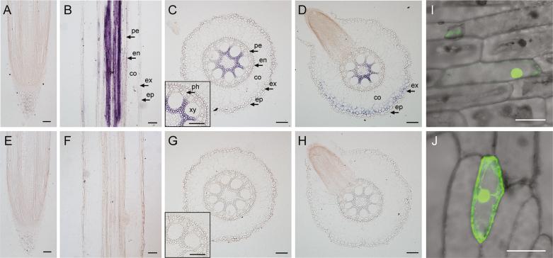 https://cdn.ncbi.nlm.nih.gov/pmc/blobs/1729/7382388/069a69c2b6f6/eraa116f0003.jpg