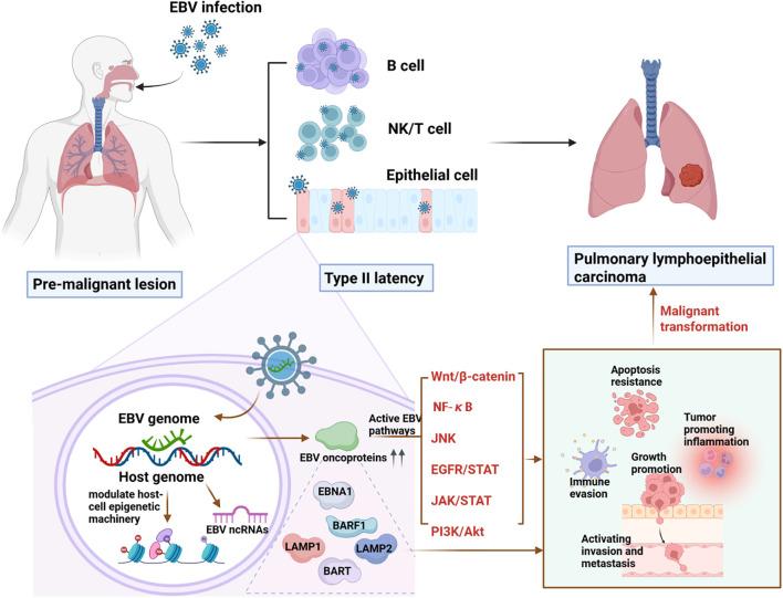 https://cdn.ncbi.nlm.nih.gov/pmc/blobs/172c/12380799/c4e9c4531799/fonc-15-1630415-g001.jpg