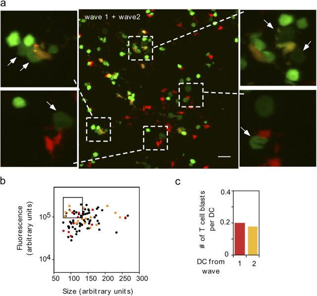 https://cdn.ncbi.nlm.nih.gov/pmc/blobs/172e/2213240/5265c59b4b09/20051018f4.jpg