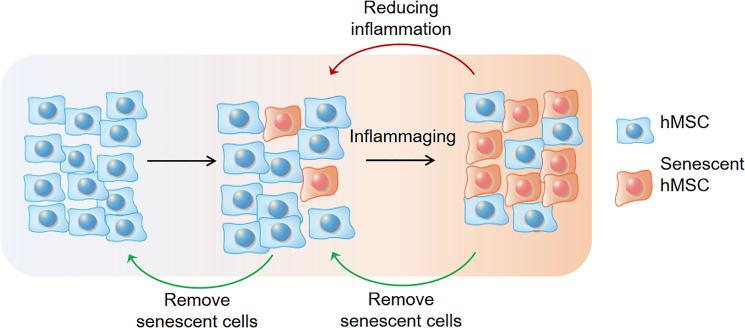 https://cdn.ncbi.nlm.nih.gov/pmc/blobs/172f/8072029/c42eeb159beb/gr5.jpg