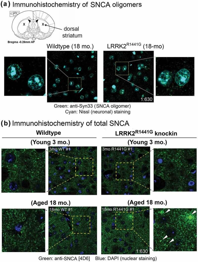 https://cdn.ncbi.nlm.nih.gov/pmc/blobs/1730/6984454/98adb62935b3/kaup-16-02-1603545-g002.jpg
