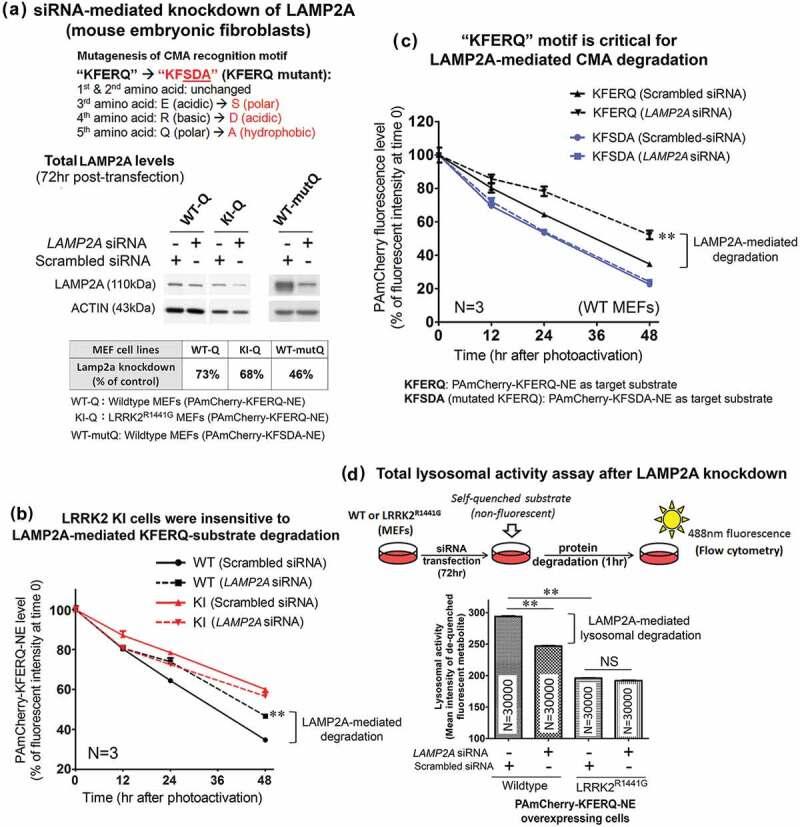 https://cdn.ncbi.nlm.nih.gov/pmc/blobs/1730/6984454/efe025447a1a/kaup-16-02-1603545-g007.jpg