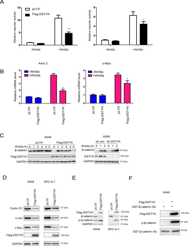 https://cdn.ncbi.nlm.nih.gov/pmc/blobs/1731/8636471/2549a0274097/41419_2021_4385_Fig5_HTML.jpg
